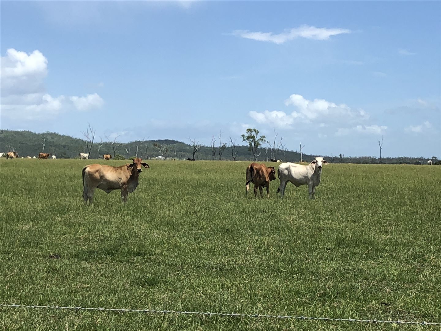 540-LHM3438-North-Queensland-Coast-Hinterland